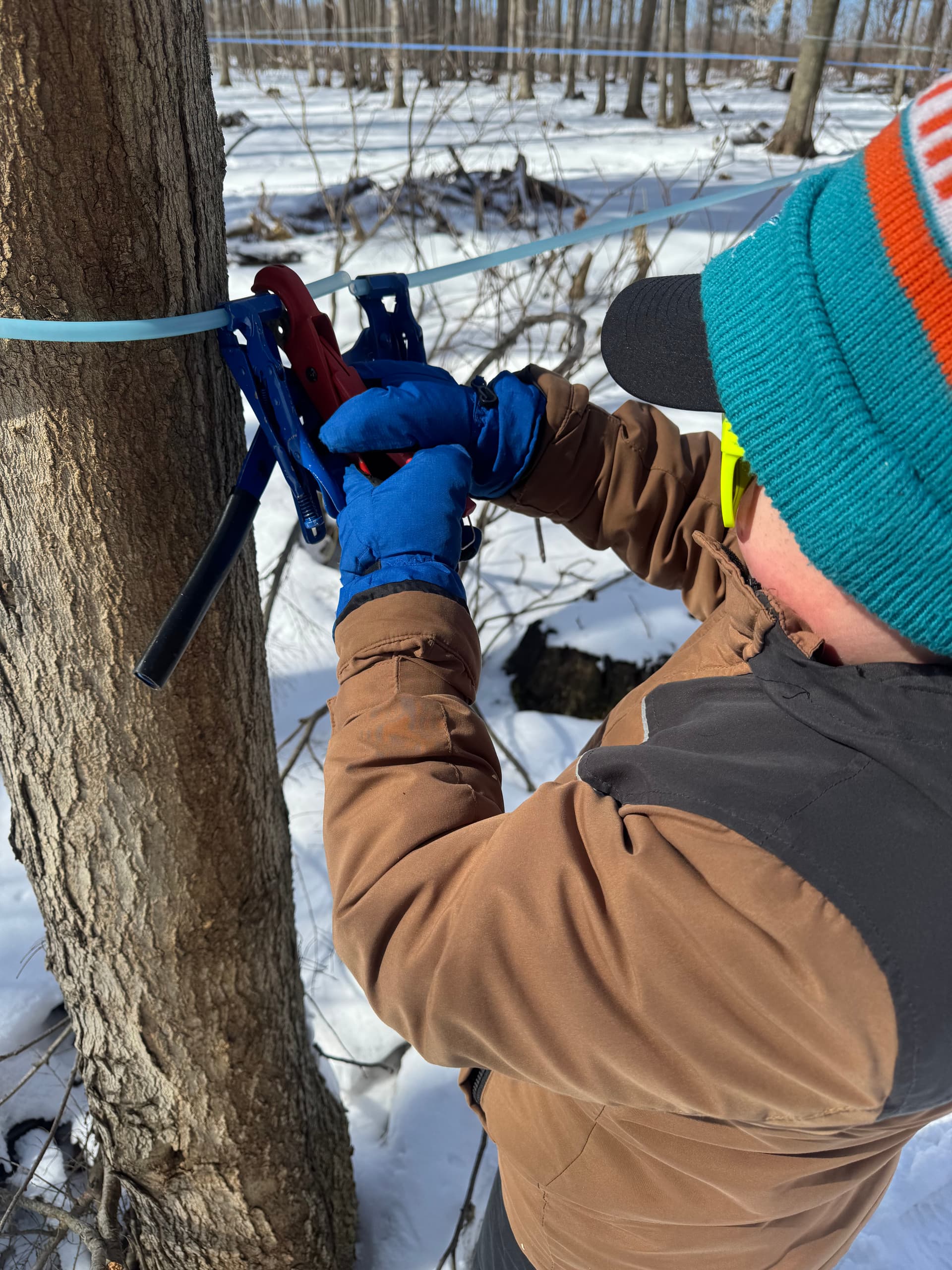 Collecting sap in the sugar bush